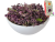 Душица (орегано)